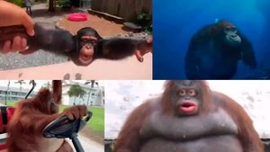 ЛАЙФ КУД БИ ДРИМ - ВЕРСИЯ С ОБЕЗЬЯНАМИ | Life could be a dream: monkey edition
