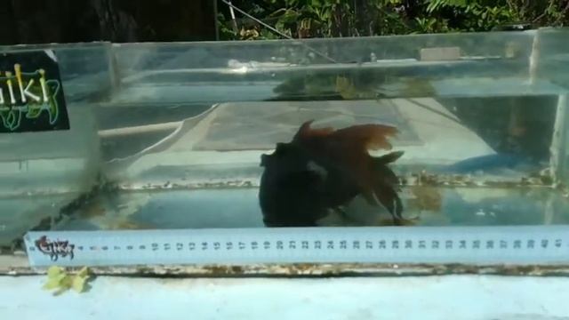 ikan komet, comet's goldfish, common goldfish, #hibuna black,black komet смотреть онлайн