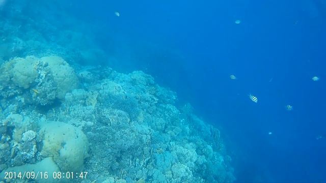 Marsa Alam Abu Dabbab Bay смотреть онлайн