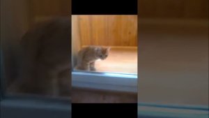 Издевательство над котом)))))))