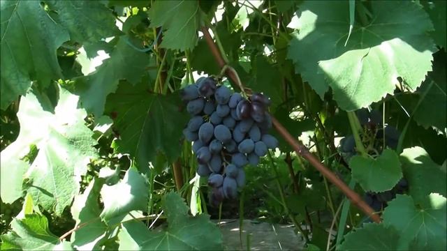 Виноград Цыгулёва Александра 2016 смотреть онлайн