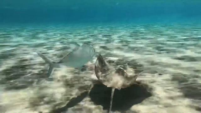 Marsa Alam 2019 (Hilton Nubian) смотреть онлайн