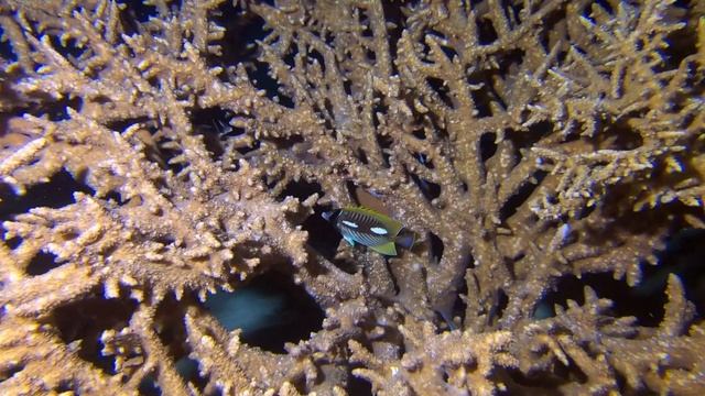 TORFA ou LE HOUSE REEF NORD de wadi lahami village смотреть онлайн