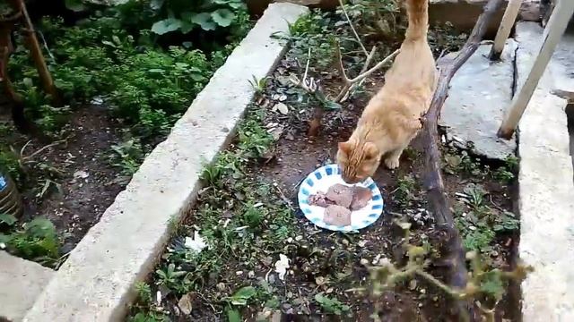 Bana Her Gün Saldırıyor Sizce Anne Kedi Bunu Neden Yapıyor? смотреть онлайн