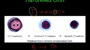 Лейкозы - патофизиология