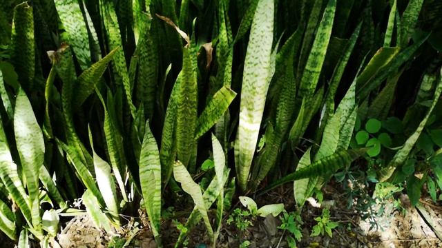 саха уола джунгли тыатыгар (Юкатан, Мексика) смотреть онлайн