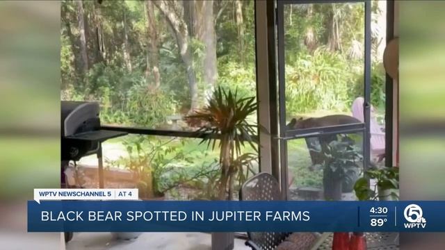 Black bear spotted in Jupiter Farms backyard смотреть онлайн
