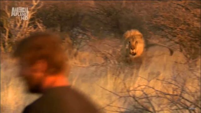 Animal Planet HD Advert 2012 1080p смотреть онлайн