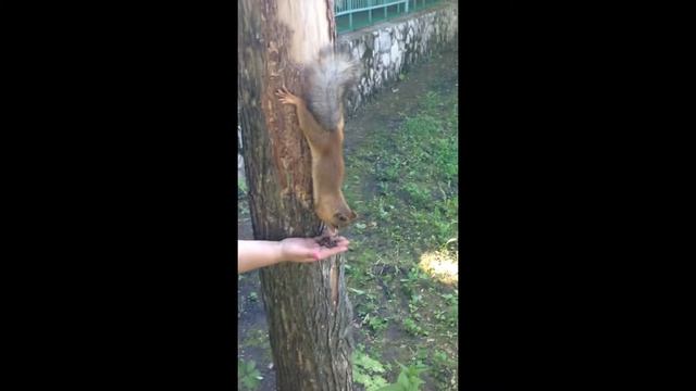 VLOG 3 ДНЯ/Три медведя/Комплекс Ладья.. смотреть онлайн