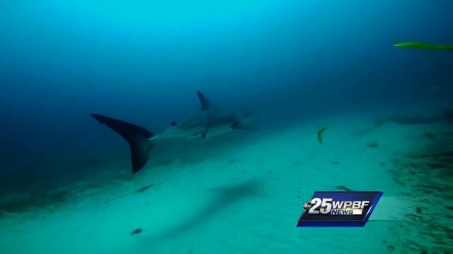 Great White Shark captured video near Jupiter смотреть онлайн