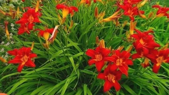 Самые красивые цветы🌺 цветущие всё лето. Многолетние садовые цветы🔥 #клумба #цветник #дача #дачаиде