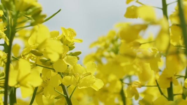 17 мая — Пелагея-заступница. Что можно и нельзя делать #традиции #обряды #приметы