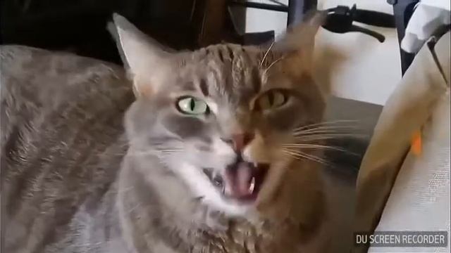 Коты поют Деспасито😂😂😂😂😂😂😂😂😂