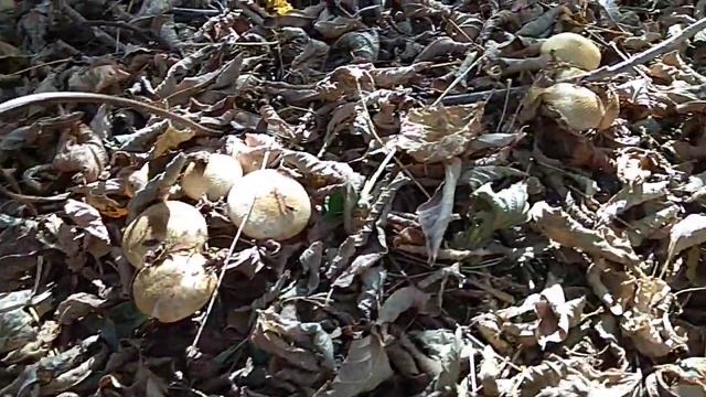 Опята. Сезон осень-зима 2018 смотреть онлайн