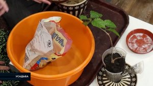 Уход за комнатными растениями - в программе "Усадьба"