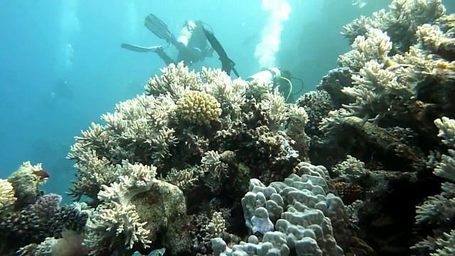 Marsa Mooray | Port Ghalib - Marsa Alam | Egypt | Red Sea | 11/2010