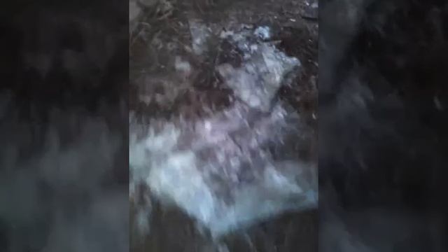 Заброшенный автобус смотреть онлайн