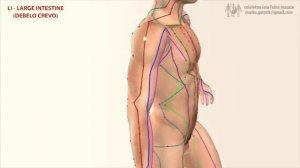 4 Меридиан толстого кишечника