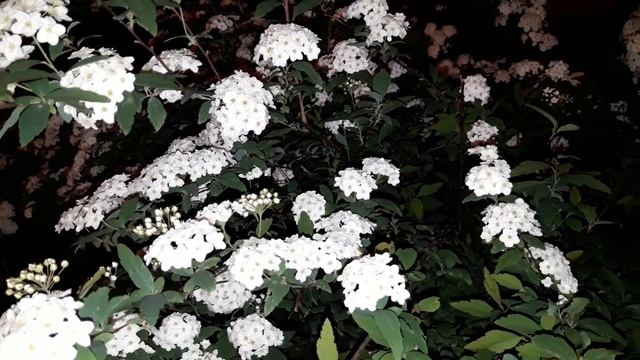 Ритуалы - онлайн от врагов на затмение на цветущие кусты. 4. К Абадоне. смотреть онлайн