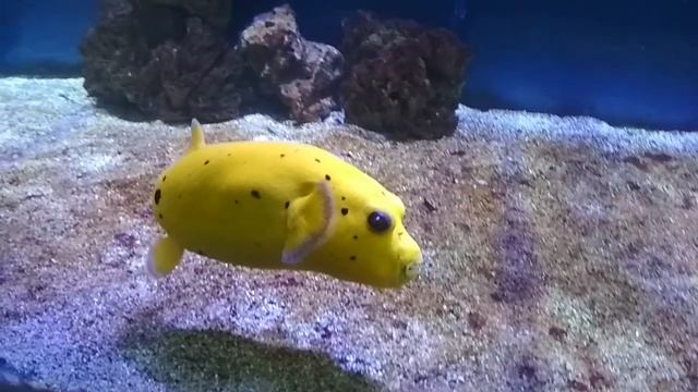 Жёлтый Кузовок!