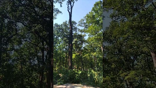 Спил деревьев смотреть онлайн