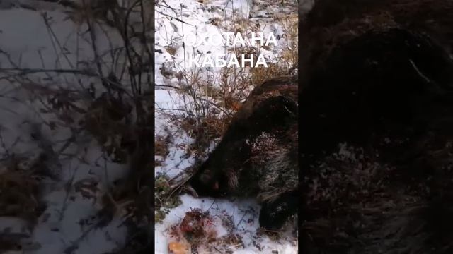 ОХОТА НА КАБАНА С ПОДХОДА #shorts смотреть онлайн