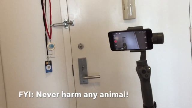 Osmo Mobile 2 - My New Kitten and Laser Pointer=) смотреть онлайн