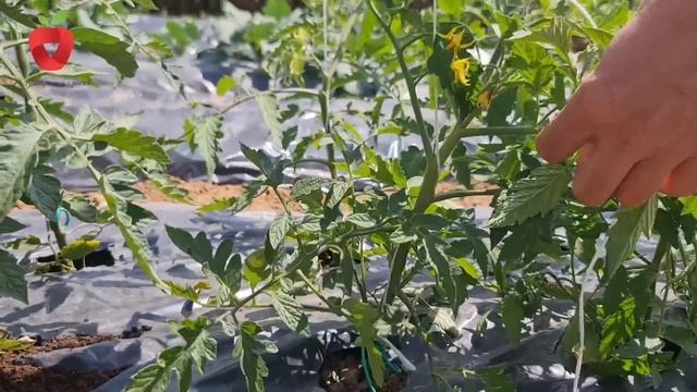 Jednostavni načini za vezanje paradajza смотреть онлайн