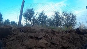 Yanmar af120 +Komondor se-2 Szántás