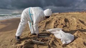 Повторные выбросы мазута зафиксированы на пляжах Анапы