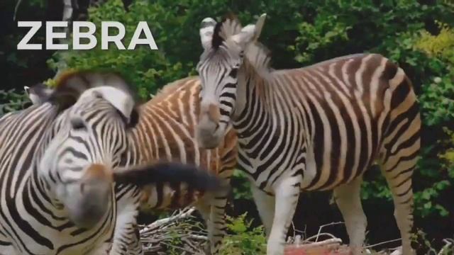 animal planet |cat| cat videos | birds | the interesting animals |Sell City2024 смотреть онлайн