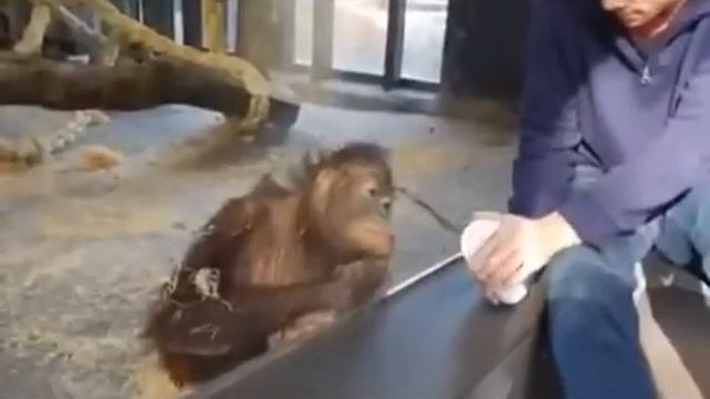 Прикол с обезьяной ;) смотреть онлайн