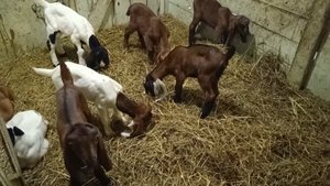 Распределили козлят по разным загонам) Обезрожили часть козлят)