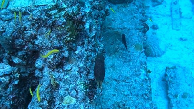 Neptune Memorial Reef Key Biscayne Florida