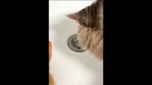 BRANDFREE чудо очиститель