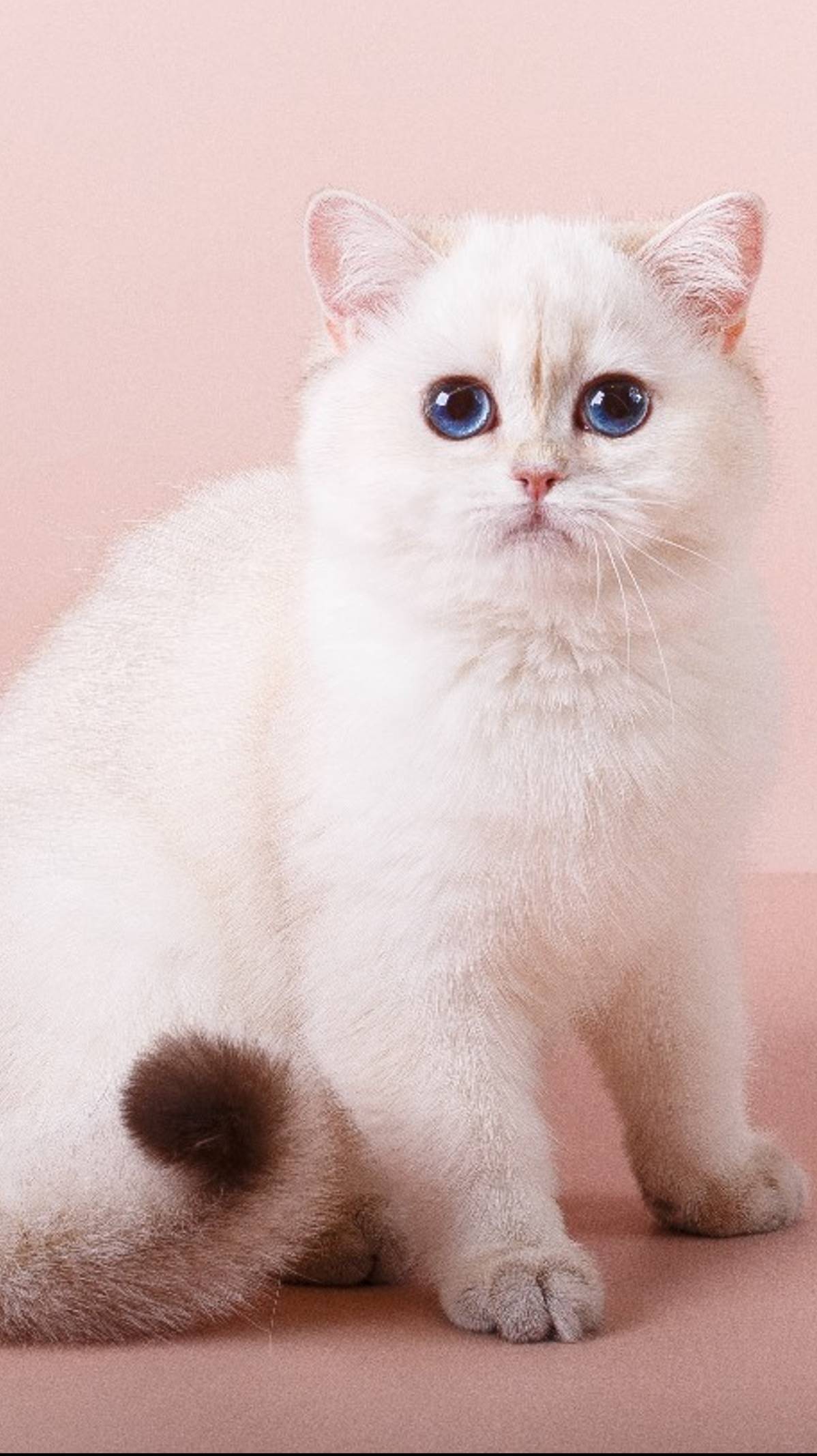 Котенок с синими глазами! Британская кошка шиншилла окраса золотой пойнт из питомника в Москве