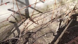 Обрезка винограда весной. Проблемный куст.