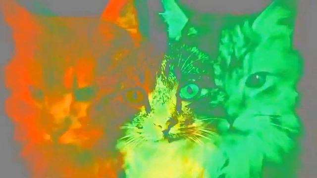 Чёрная кошка смотреть онлайн