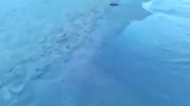 Мор бычка на Азове (Юрьевка) смотреть онлайн