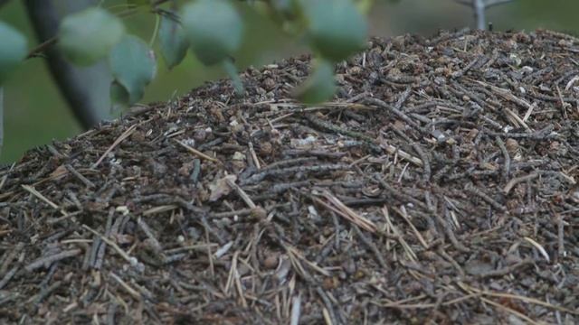 Mrowisko nikon 1v1 + jupiter 135mm/3.5 m42 смотреть онлайн