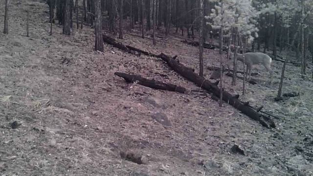 ГУРАН РЕШИЛ БЫКАНУТЬ смотреть онлайн