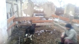 Вес месячного телёнка.