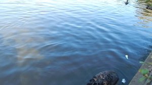 Чёрный лебедь в парке на Крестовском!