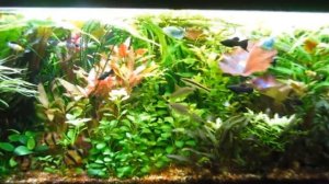 ФитоЛампы В Аквариуме 24 06 15