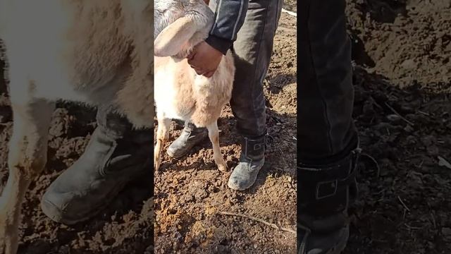 Авган козу кочкор сатылат Адрес Ноокат Баасы 70мин Тел.0552 809 889 смотреть онлайн