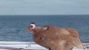 Курица - лучший стабилизатор изображения