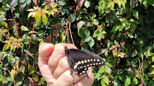 Liberando a la mariposa cometa negra,  Papilio polyxenes butterfly смотреть онлайн