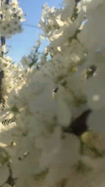 Цветёт алыча. смотреть онлайн