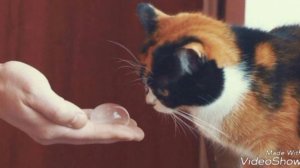 Котик Куки с канала SlivkiShow {вам подарок}😘🐈😻