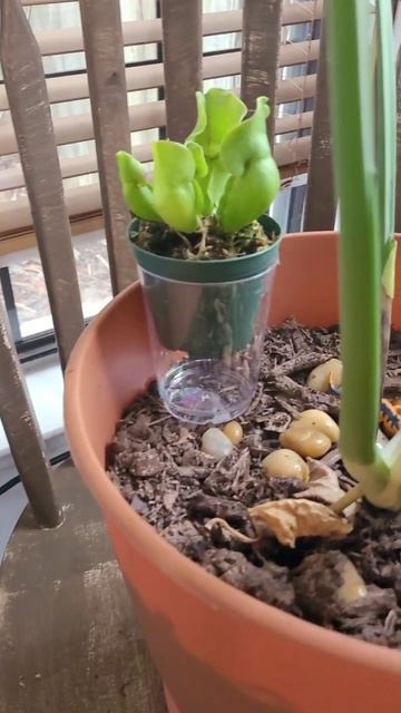 Humidity for my plants. #plant #carnivorousplants смотреть онлайн